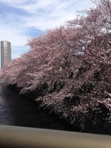 桜