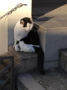 谷中ねこ